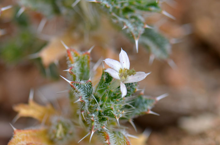 Loeseliastrum schottii, Schott's Calico